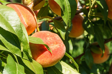 Ripe fresh peaches growing in peach tree with green leaves.