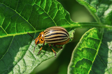 Red colorado beetle eats leaf of potato. Pest of the garden.
