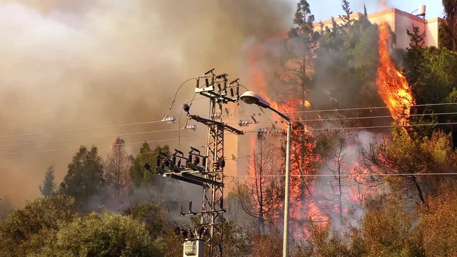 Trees catch fire near houses and residential urban buildings.