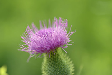 Isolated purple scottish thistle in full bloom