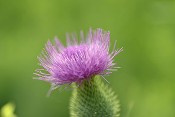 Isolated blooming Scottish thistle
