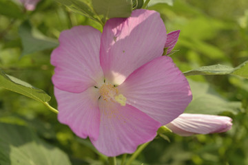 Isolated purple morning glory