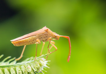 Macro photography insects