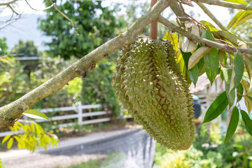 Durian tree at garden