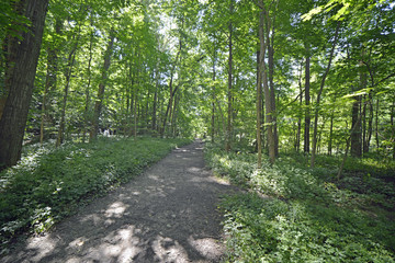 Shady pathway in the forest at Wintergreen gorge