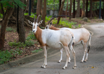 scimitar oryx in zoo
