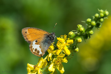 Satyridae / Funda Zıpzıp Perisi / / Coenonympha arcania