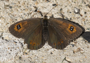 Satyridae / Harem Güzelesmeri / / Erebia ottomana	