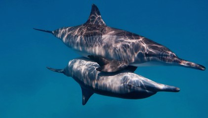 Couple of wild bootlenose dolphins copulating