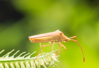 Macro photography insects