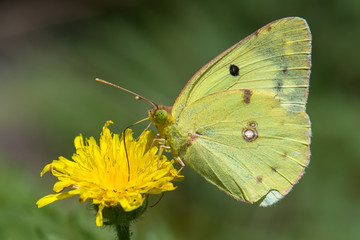 Pieridae / Güzel Azamet / / Colias alfacariensis