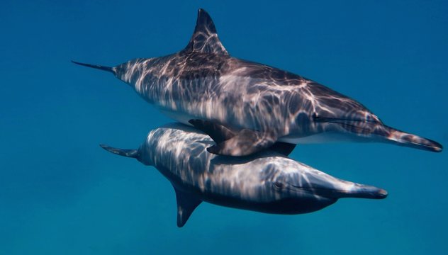 Couple of wild bootlenose dolphins copulating