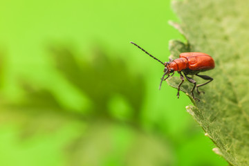 Macro photography insects
