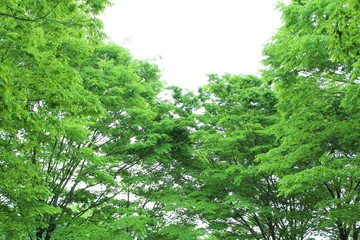 新緑　エコイメージ