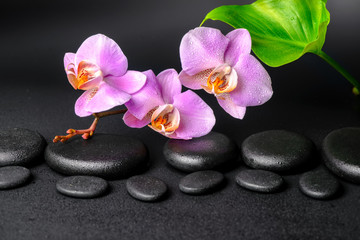 Fototapeta na wymiar spa setting of zen stones with drops, lilac orchid
