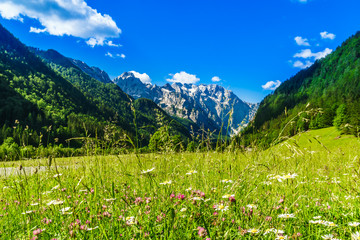 Fototapeta na wymiar View on green meadow with blloming flowers by Logar valley in the slovenian Alps