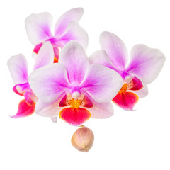 blossoming twig of beautiful purple with white orchid, phalaenopsis is isolated on white background, close up