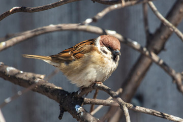 A sparrow on a bare branch of a tree