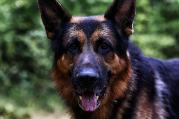 Muzzle of a Dog German Shepherd in a day
