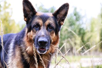 Muzzle of a Dog German Shepherd in a day