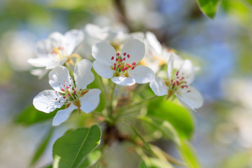 Flowers on the branches of a tree in the nature