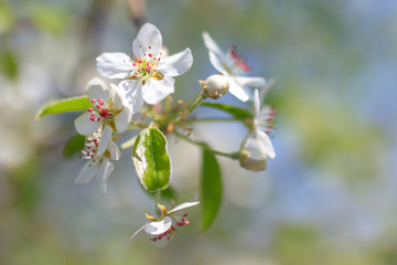 Flowers on the branches of a tree in the nature