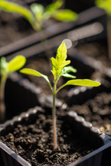 Green leaves of a young tomato in the house