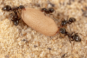 Ants and formic eggs in nature