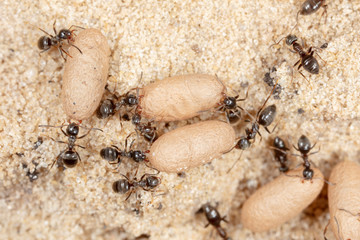 Ants and formic eggs in nature