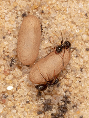 Ants and formic eggs in nature