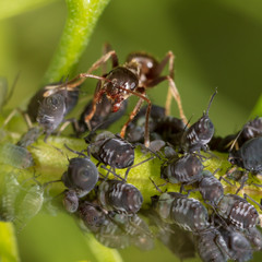 Obraz na płótnie Canvas Ants and aphids on the plant