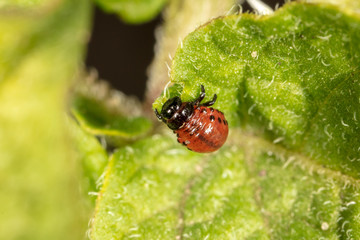 Red colorado beetle on the leaves of potatoes