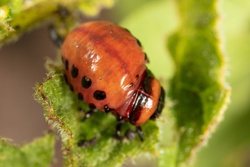 Red colorado beetle on the leaves of potatoes