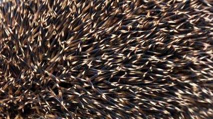 Needles at the hedgehog as a background