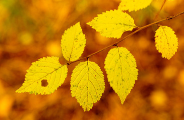 Leaves on a tree in autumn as a background