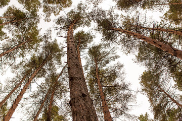 Coniferous trees in the autumn forest as a background