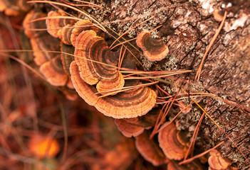 Inedible mushrooms on a tree in autumn