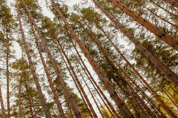 Coniferous trees in the autumn forest as a background