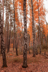 Trees in the forest in autumn as a background