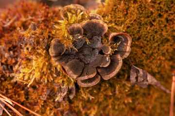 Inedible mushroom in the forest in autumn