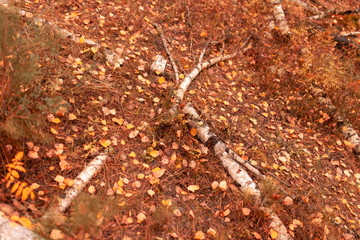 Trees in the forest in autumn as a background