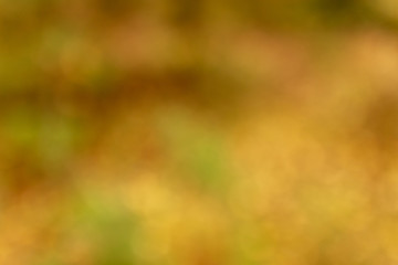 Bokeh leaves in the forest in autumn as a background
