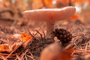 Inedible mushroom in the forest in autumn