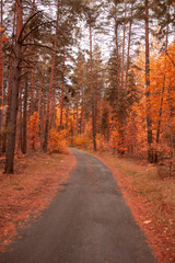 Fototapeta na wymiar Road in the forest in autumn as a background