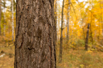 Trees in the forest in autumn as a background