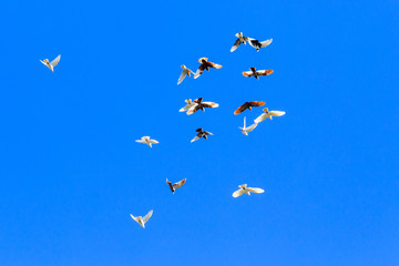 A flock of pigeons in flight against the blue sky
