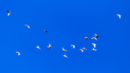 A flock of pigeons in flight against the blue sky