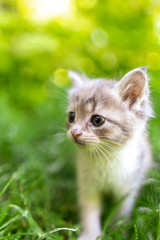 Portrait of a kitten in green grass