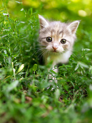 Naklejka na ściany i meble Portrait of a kitten in green grass