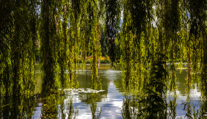Schattenplatz unter einer Trauerweide © blende11.photo